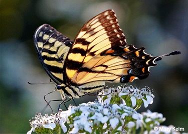 A swallowtail butterfly lands on a flower