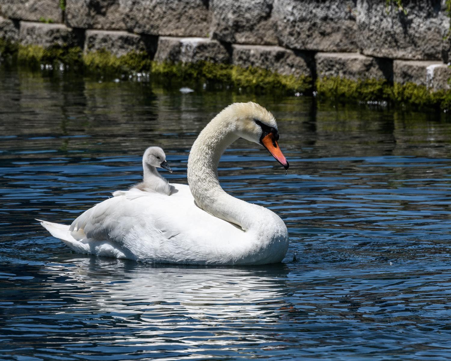 Swans by Candy Perkinson